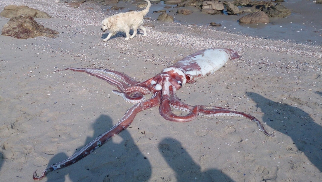 Тихоокеанский кальмар в Приморском крае. Биология, кулинария