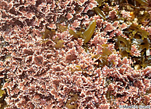 Corallina pilulifera