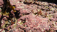 Lithophyllum