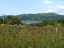 Разнотравье Гамова
