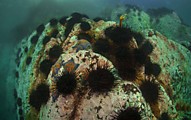 Морские ежи Морские ежи