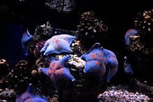 Морские животные