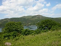 Липы-великаны Гамова
