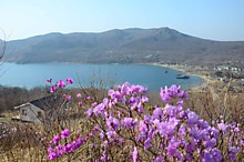 Рододендрон остроконечный - 2019