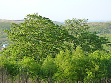 Лесные великанши