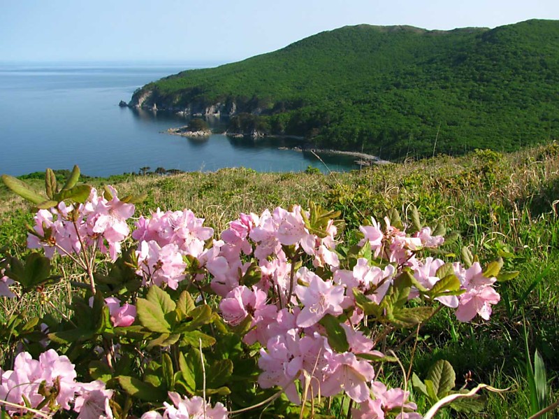 Рододендрон Шлиппенбаха на Гамова