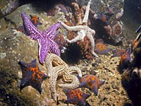 Амурская, патирия и дистоластерия